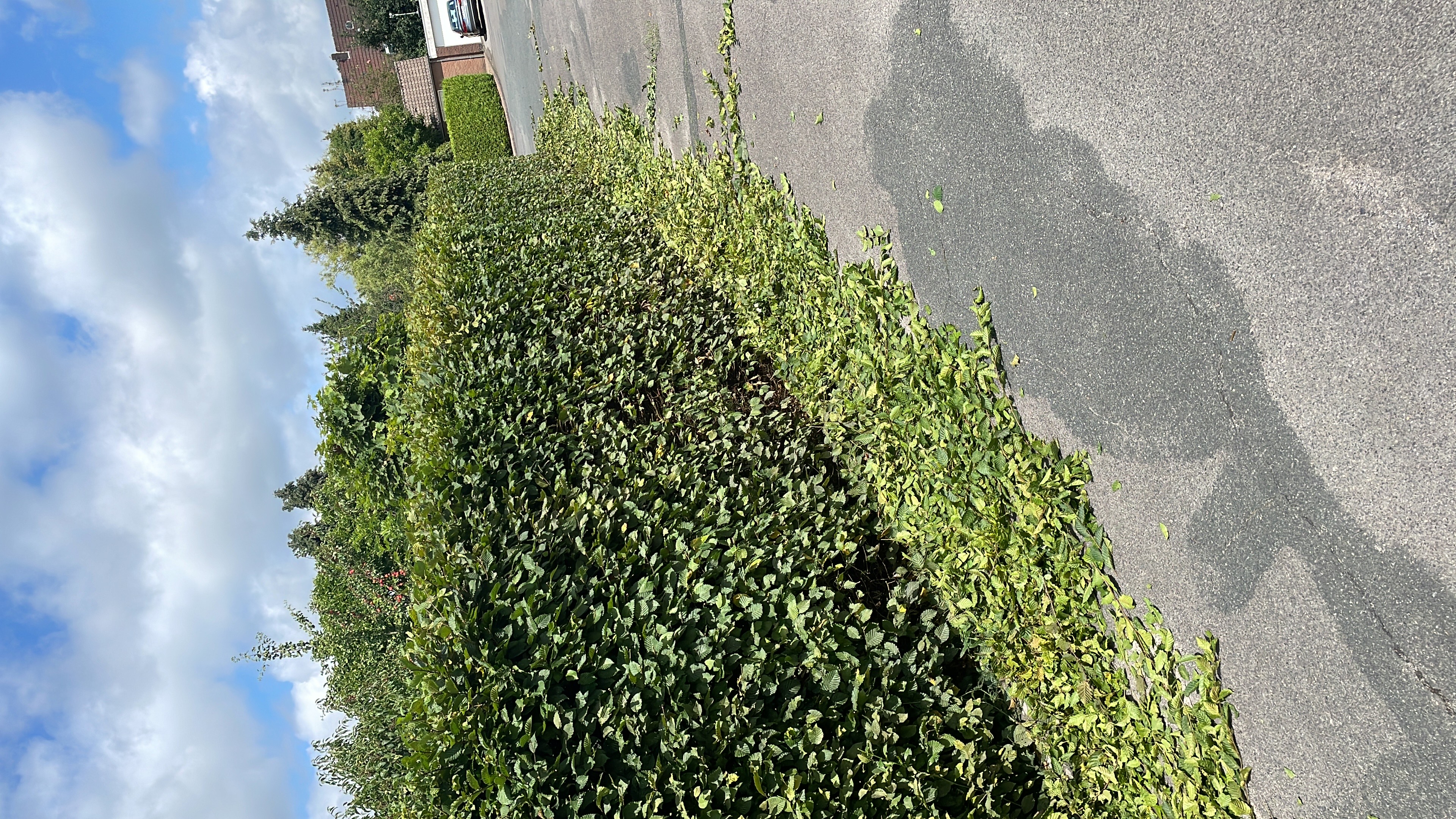 Heckenschnitt, Garten- und Landschaftsbau Leistung